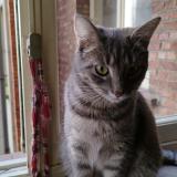 Photo de chat perdu à Etterbeek