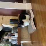 Photo de chat perdu à Andresy