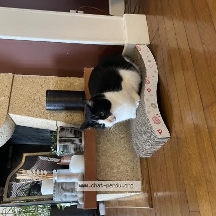 Photo 1/1 Channel Chat perdu à Andresy