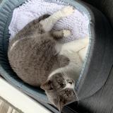 Photo de chat perdu à Metz