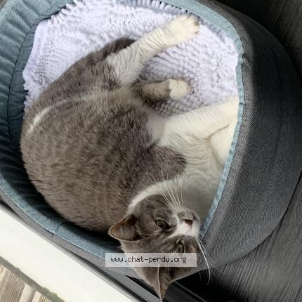 Photo 1/1 MIA Chat perdu à Metz