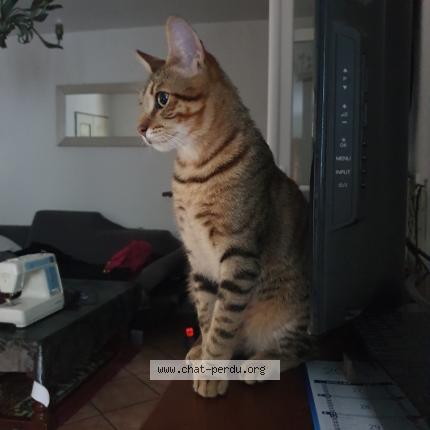 Photo 1/1 Abyssin Chat perdu à Roubaix