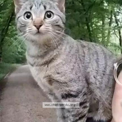 Photo 1/1 Pito aka Pipi Chat perdu à Tourmont