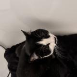 Photo de chat trouvé à Plaisir