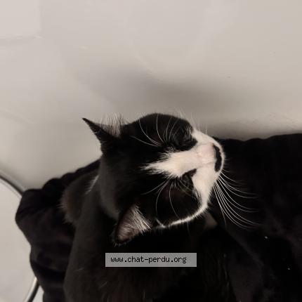Photo 1/1 Chat trouvé Trouvé à Plaisir