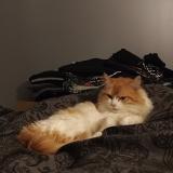 Photo de chat perdu à Saint Pierre De Mons