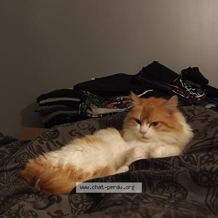 Photo 1/1 Canelle Chat perdu à Saint pierre de mons