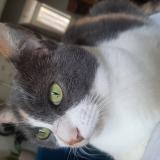 Photo de chat perdu à Sainte Foy Les Lyon