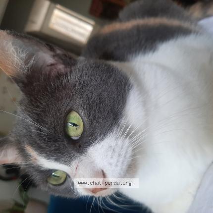 Photo 1/1 Coquine Chat perdu à Sainte foy les lyon