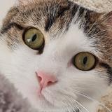 Photo de chat perdu à Montjoire