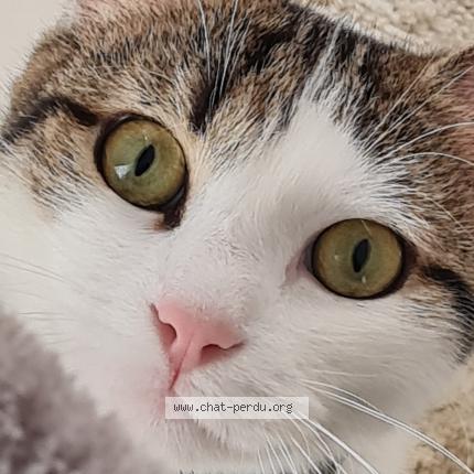 Photo 1/2 Biscoito Chat perdu à Montjoire