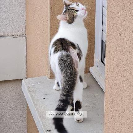 Photo 2/2 Biscoito Chat perdu à Montjoire