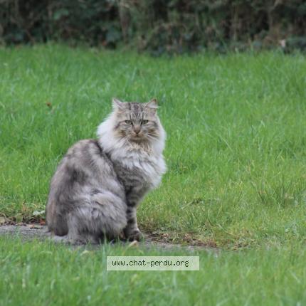 Photo 1/1 Léo Chat perdu à Jugon les lacs commune nouvelle