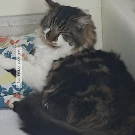 Photo 1/1 Chocco Chat perdu à Faoug