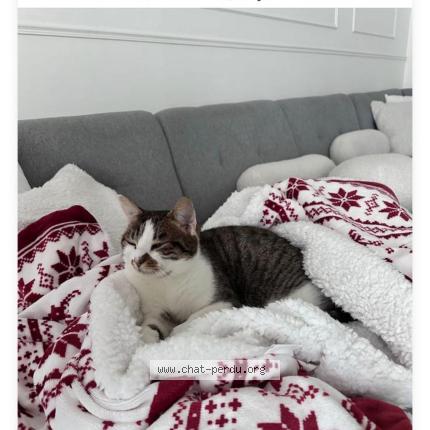 Photo 1/1 Chat retrouvé Perdu à Vennecy