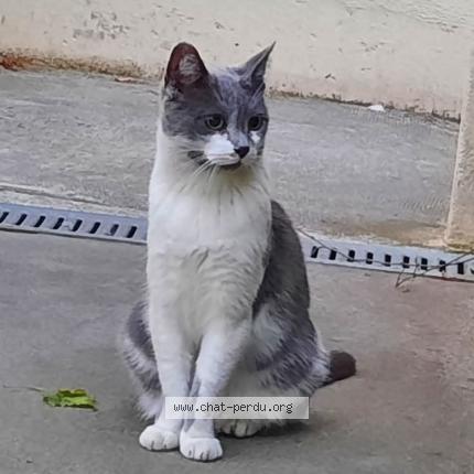 Photo 1/1 Chat retrouvé Perdu à Massy