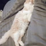 Photo de chat perdu à Varennes Sur Allier