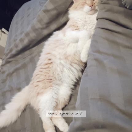 Photo 1/2 Rouquemout Chat perdu à Varennes sur allier