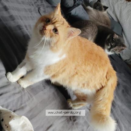 Photo 2/2 Rouquemout Chat perdu à Varennes sur allier