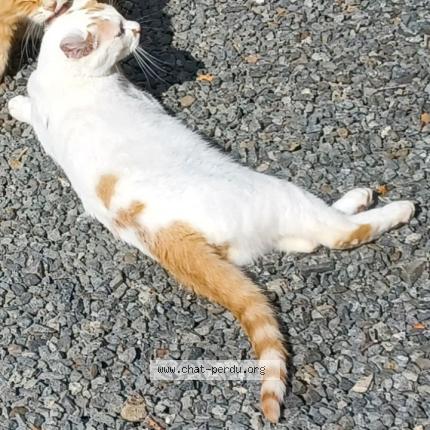 Photo 1/1 Chat retrouvé Perdu à Plounevez Moedec