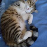 Photo de chat perdu à Pont De Salars