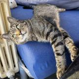 Photo de chat perdu à Jarville La Malgrange