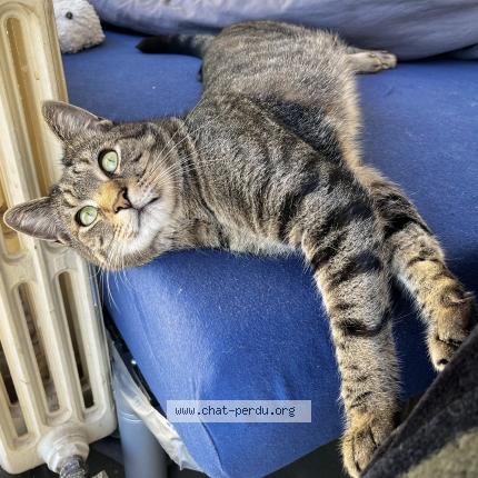 Photo 1/1 Tiki Chat perdu à Jarville la malgrange