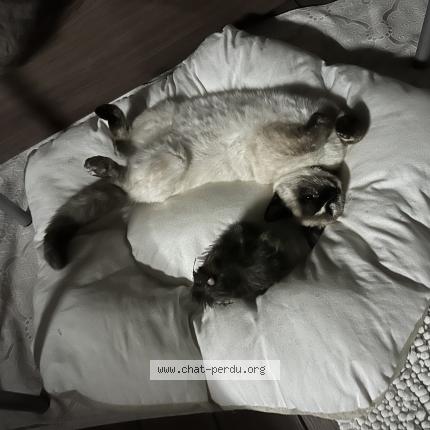 Photo 1/1 Chat retrouvé Perdu à Rennes