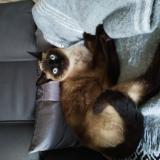 Photo de chat perdu à Chatenoy Le Royal