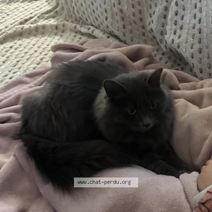 Photo 1/1 Gribouille Chat perdu à Saint sylvestre sur lot