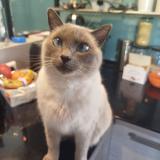 Photo de chat perdu à Theza