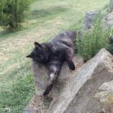 Photo de chat perdu à Saint Michel Sur Rhone