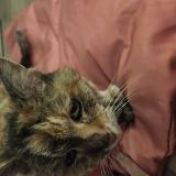 Photo de chat trouvé à Chatres