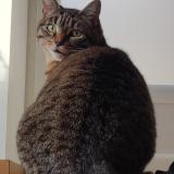 Photo de chat perdu à Coux