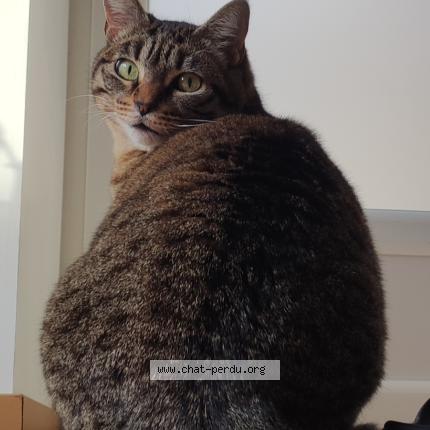 Photo 1/1 Pito Chat perdu à Coux