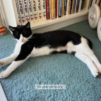 Photo 1/1 L’une Chat perdu à Mont saint aignan