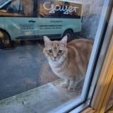 Photo de chat trouvé à Reims