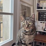 Photo de chat perdu à Paris