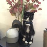 Photo de chat perdu à Betton