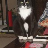 Photo de chat perdu à Tampa