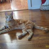 Photo de chat perdu à Selma