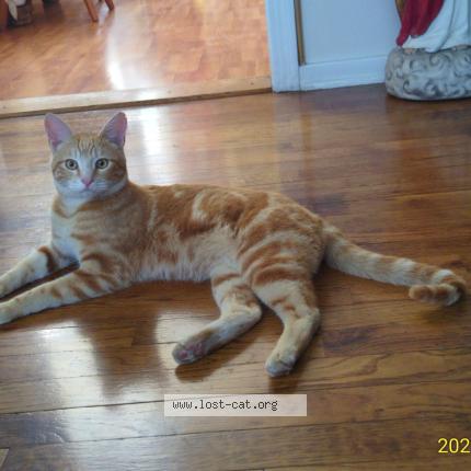 Photo 1/1 Ozmodeus Chat perdu à Selma