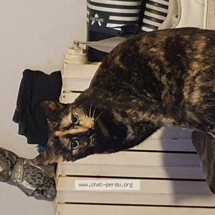 Photo 1/1 Chat retrouvé Perdu à Chamboulive