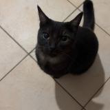 Photo de chat perdu à Monteux