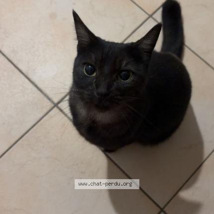 Photo 1/1 Nahla Chat perdu à Monteux