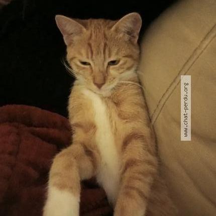 Photo 1/1 Chat retrouvé Perdu à Nemours