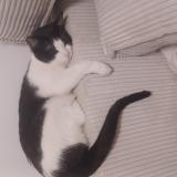 Photo de chat perdu à Montigny Les Cormeilles