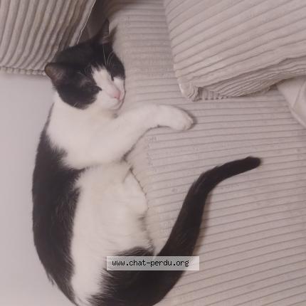 Photo 1/1 Chat retrouvé Perdu à Montigny les cormeilles