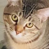 Photo de chat perdu à Lake Worth Beach