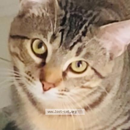 Photo 1/1 Benji Chat perdu à Lake worth beach